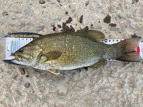 スモールマウスバスの釣果