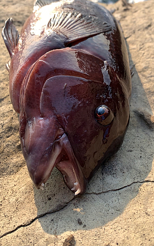 コブダイの釣果