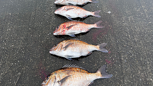 タイの釣果