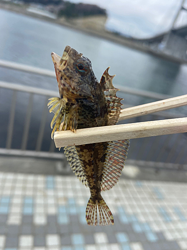 カジカの釣果