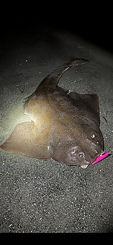 カスザメの釣果