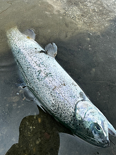 ニジマスの釣果