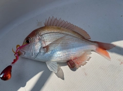 レンコダイの釣果