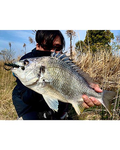 キビレの釣果