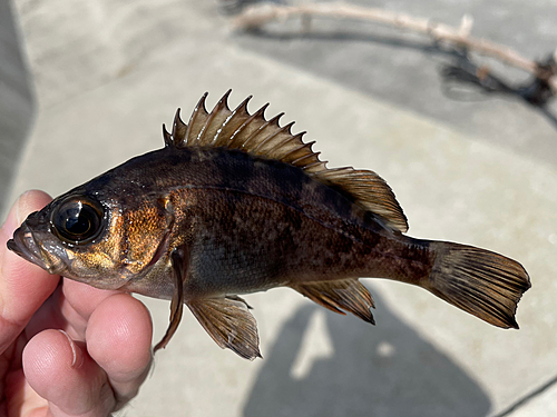 メバルの釣果