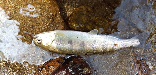 アマゴの釣果