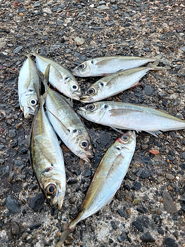 アジの釣果