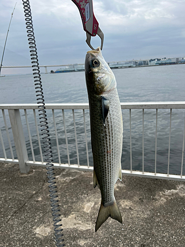 ボラの釣果