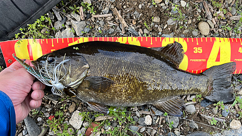 スモールマウスバスの釣果