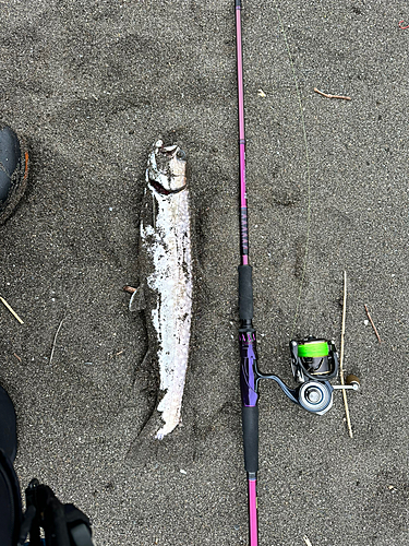 アメマスの釣果