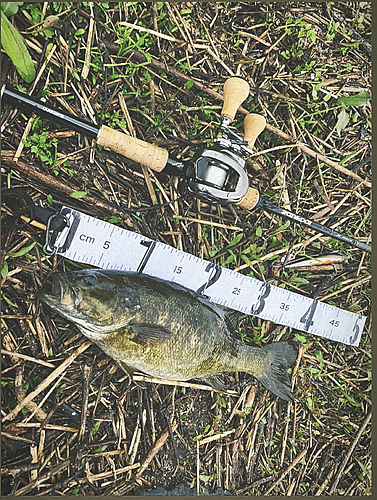 スモールマウスバスの釣果