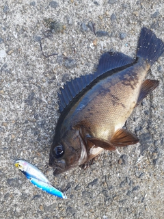 メバルの釣果