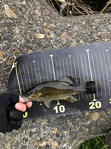 スモールマウスバスの釣果