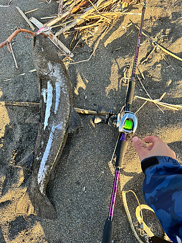 アメマスの釣果