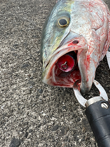 ブリの釣果