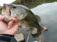 ラージマウスバスの釣果