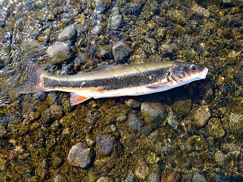 マルタウグイの釣果