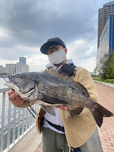 チヌの釣果