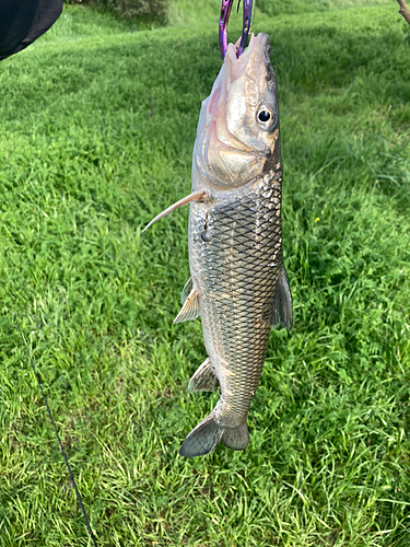 ニゴイの釣果