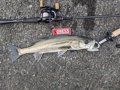 シーバスの釣果