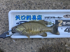 スモールマウスバスの釣果