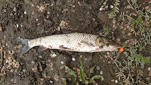 ニゴイの釣果