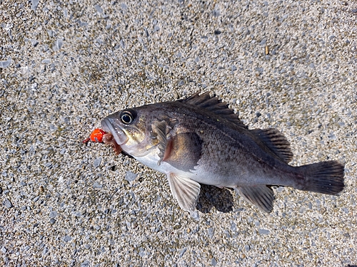 クロソイの釣果