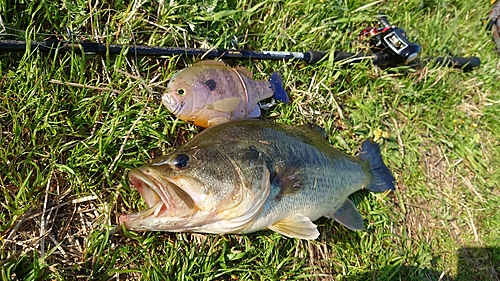 ブラックバスの釣果