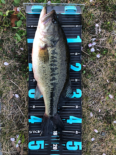 ブラックバスの釣果