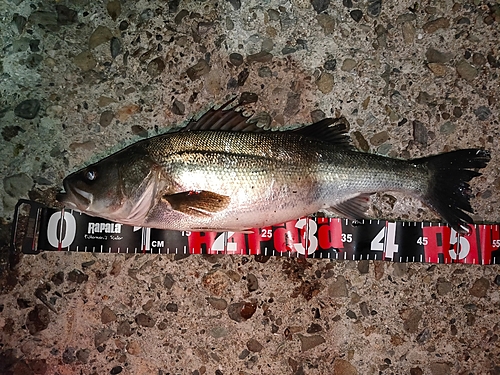 フッコ（マルスズキ）の釣果