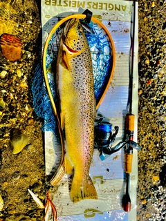 ブラウントラウトの釣果