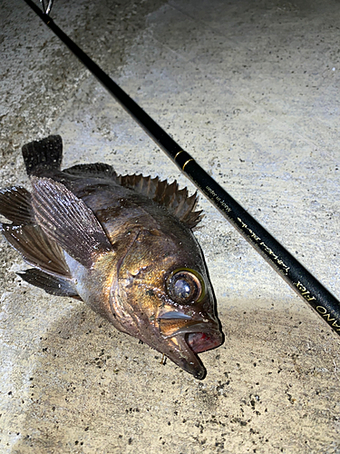 メバルの釣果