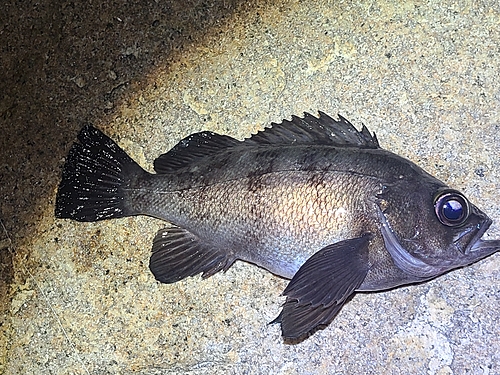 クロメバルの釣果