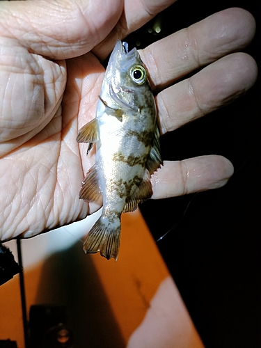 メバルの釣果