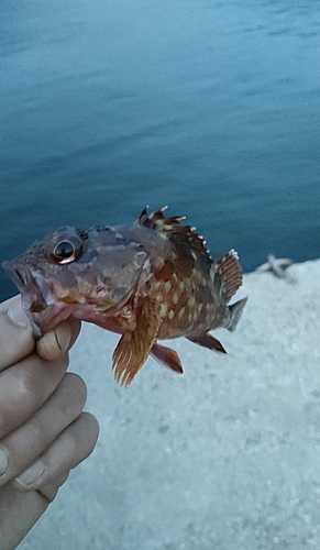 ガシラの釣果