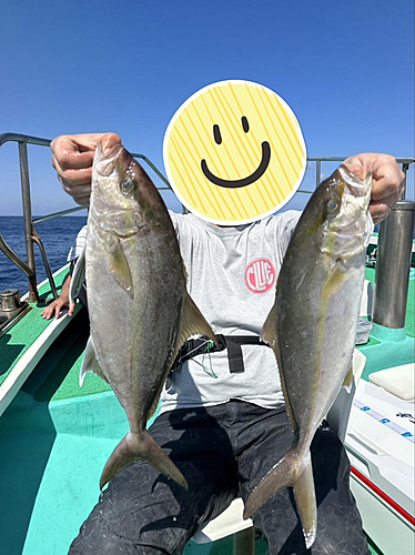 カンパチの釣果