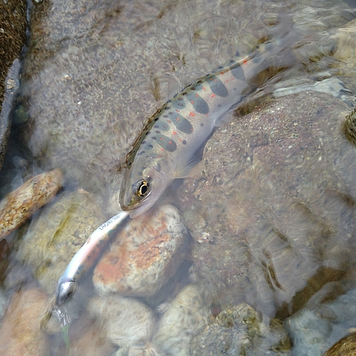 アマゴの釣果