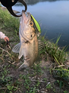 セイゴ（ヒラスズキ）の釣果