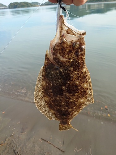 ヒラメの釣果