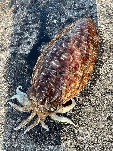 コウイカの釣果