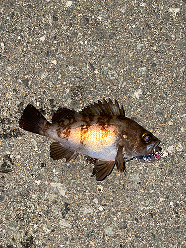 メバルの釣果