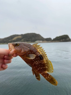 キジハタの釣果