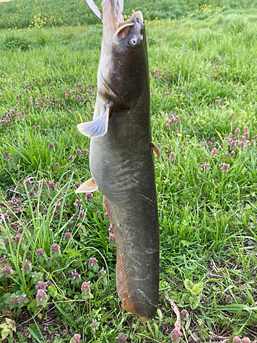 ナマズの釣果