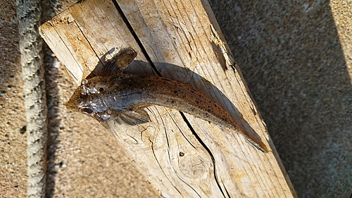 メゴチの釣果