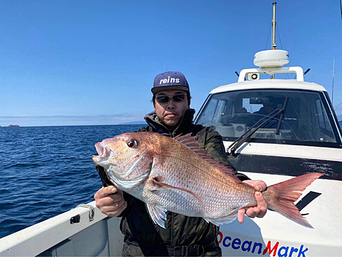 マダイの釣果