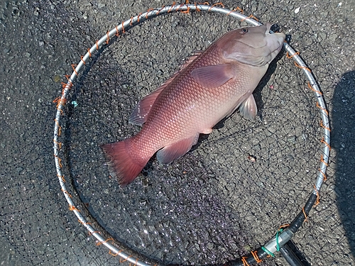 カンダイの釣果