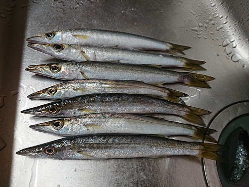 アカカマスの釣果