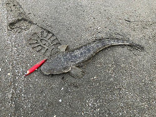 マゴチの釣果