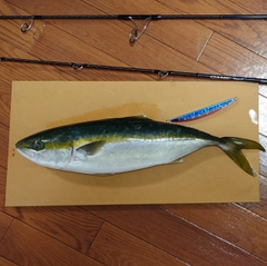 ツバスの釣果