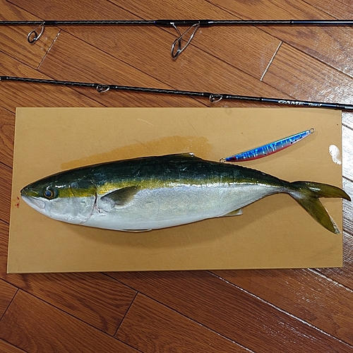 ツバスの釣果